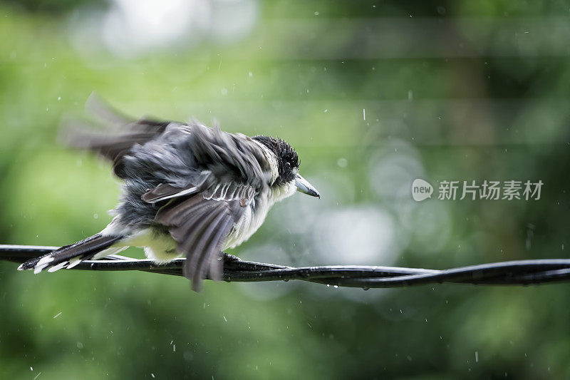 伯劳鸟(Cracticus torquatus)